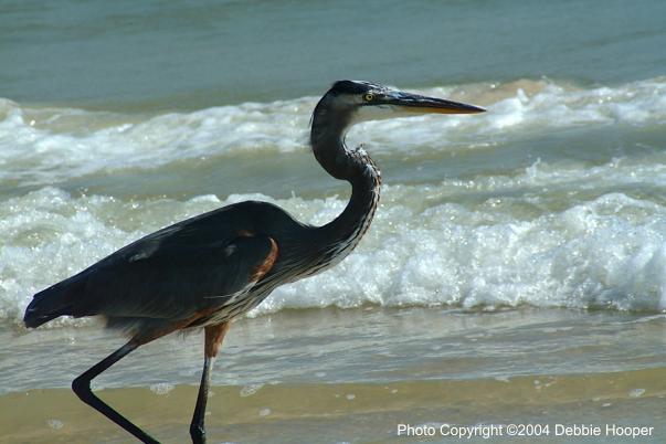 Blue Heron at Cape San Blas